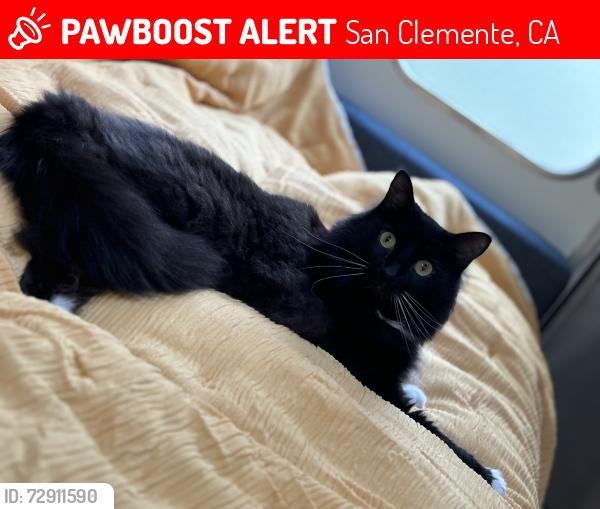 Lost Male Cat last seen At our home at address listed , San Clemente, CA 92673