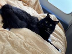 Lost Male Cat last seen At our home at address listed , San Clemente, CA 92673