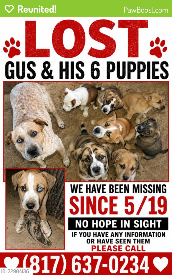Reunited Male Dog last seen CR 3136, Cleburne, TX, Coyote Flats, TX 76059