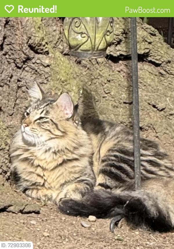 Reunited Male Cat last seen 140th to 145th and Courtland Place N, Seattle, WA 98133