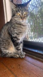 Lost Female Cat last seen Montrose or Kilsyth , Kilsyth, VIC 3137