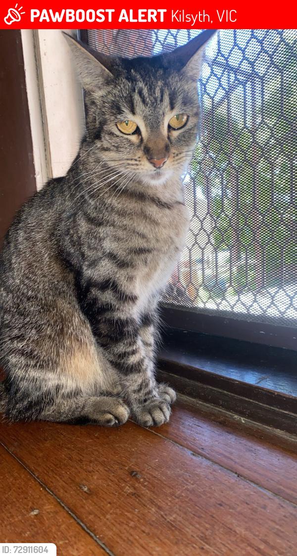 Lost Female Cat last seen Montrose or Kilsyth, Kilsyth, VIC 3137