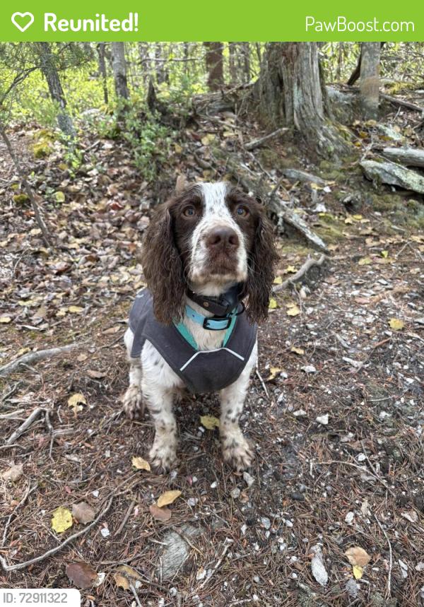 Reunited Male Dog last seen Hinshaw ave , Winston-Salem, NC 27104
