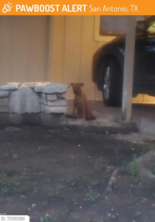 Found/Stray Unknown Dog last seen old valley Hi , San Antonio, TX 78227