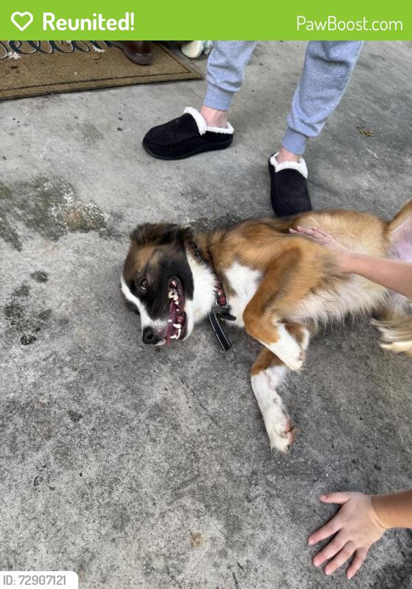 Reunited Male Dog last seen Stoney river dr, Spring, TX 77379