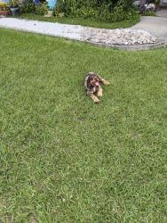 Found/Stray Female Dog last seen Timberstone est Subdivision , New Iberia, LA 70560