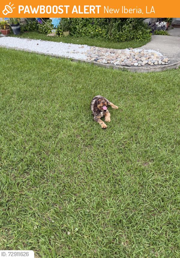 Found/Stray Female Dog last seen Timberstone est Subdivision , New Iberia, LA 70560