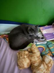 Reunited Female Cat last seen Gorham st and London st , Lowell, MA 01852