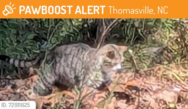 Found/Stray Unknown Cat last seen Hasty School Rd , Thomasville, NC 27360