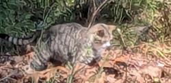 Found/Stray Unknown Cat last seen Hasty School Rd , Thomasville, NC 27360