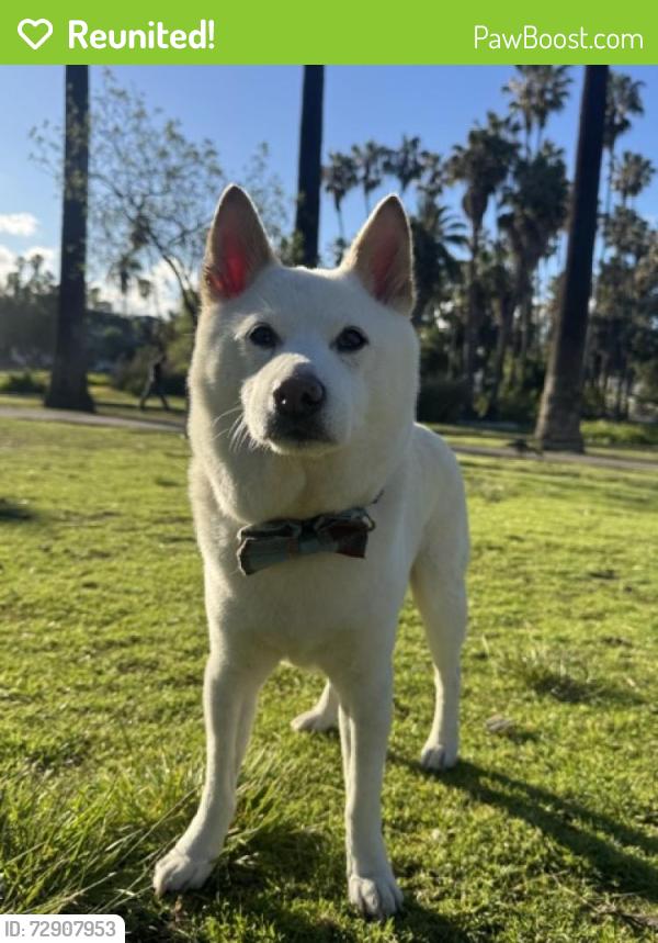 Reunited Male Dog last seen hyperion avenue in silver lake, Los Angeles, CA 90029