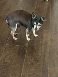 Found/Stray Male Dog last seen Victoria and Central, Carson, CA 90747