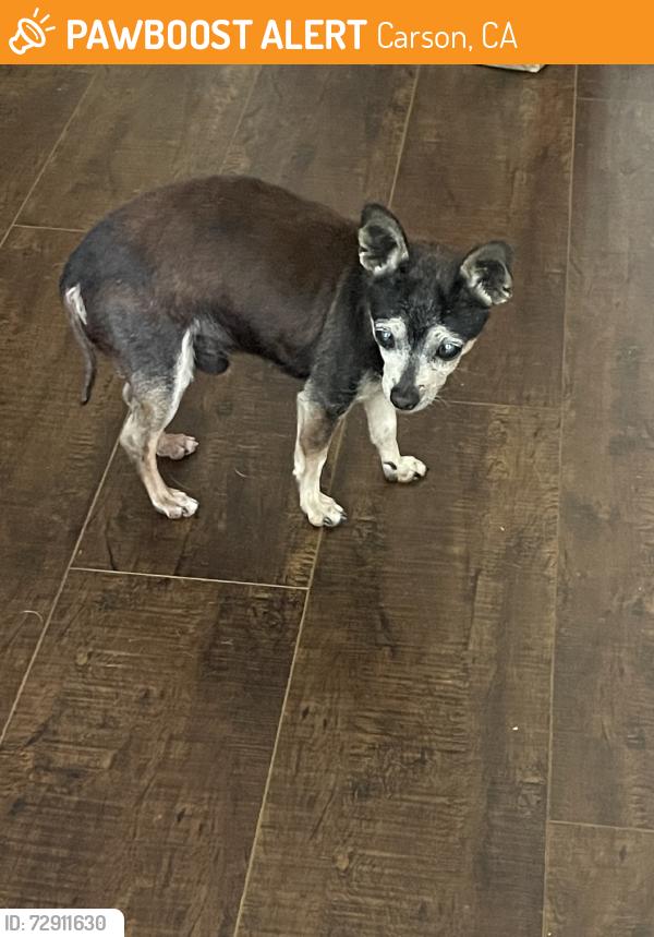 Found/Stray Male Dog last seen Victoria and Central, Carson, CA 90747