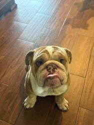 Reunited Male Dog last seen Near Atlantic Ave, Cudahy, CA 90201, Cudahy, CA 90201