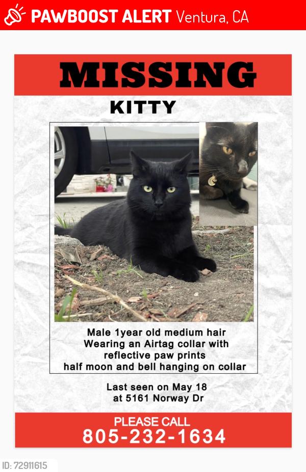 Lost Male Cat last seen NORWAY DR, Ventura, CA 93001