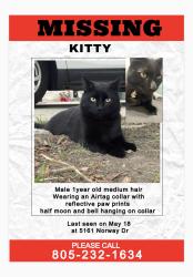 Lost Male Cat last seen NORWAY DR, Ventura, CA 93001