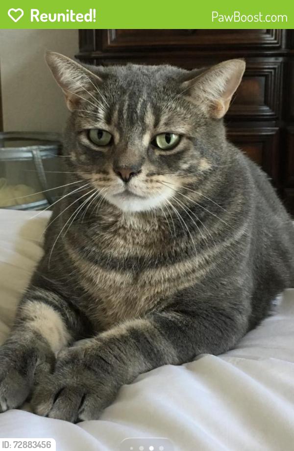 Reunited Male Cat last seen Pomona and Wilson, Costa Mesa, CA 92627