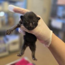 Shelter Stray Female Cat last seen Sunset Drive, LIVERMORE, CA, 94551, Oakland, CA 94621