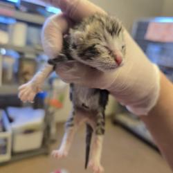 Shelter Stray Male Cat last seen Sunset Drive, LIVERMORE, CA, 94551, Oakland, CA 94621