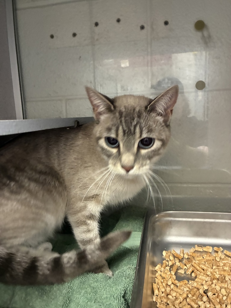 Shelter Stray Female Cat last seen UT, Taylorsville, UT 84123