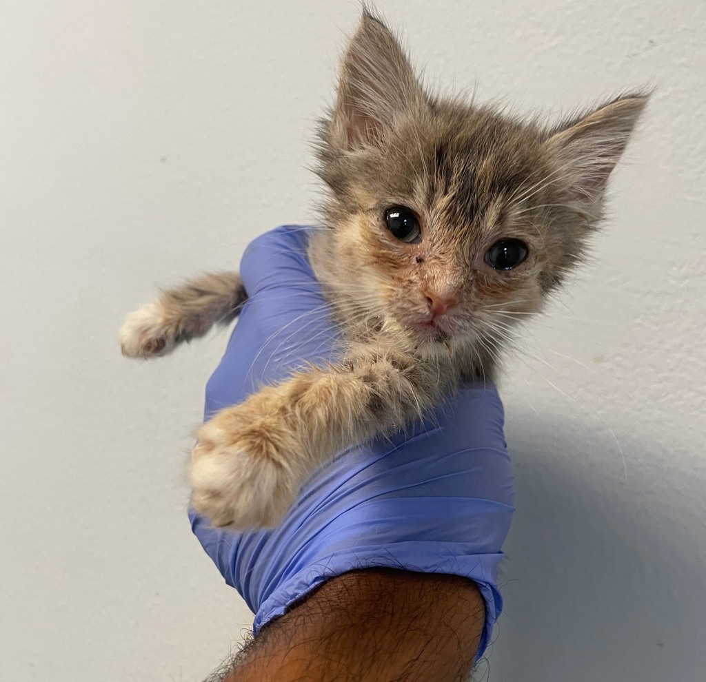 Shelter Stray Female Cat last seen Sunset Lane, San Diego, CA, 92173, San Diego, CA 92110