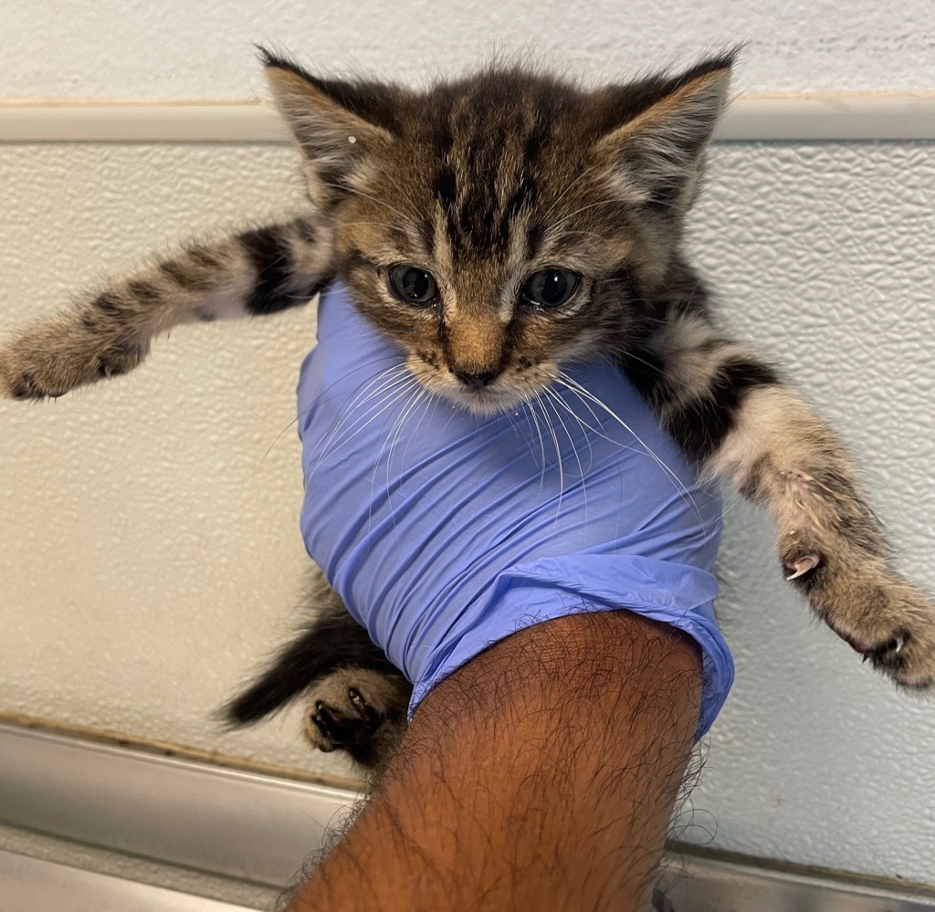 Shelter Stray Male Cat last seen Near Beyer Boulevard, San Diego, CA, 92154, San Diego, CA 92110