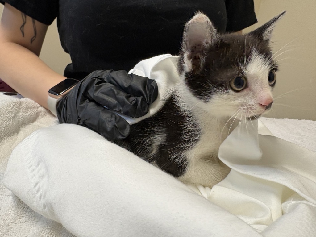 Shelter Stray Female Cat last seen Near Lemon Avenue, Vista, CA, 92084, Oceanside, CA 92058