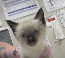 Shelter Stray Female Cat last seen Near Greenfield Drive, El Cajon, CA, 92021, El Cajon, CA 92020
