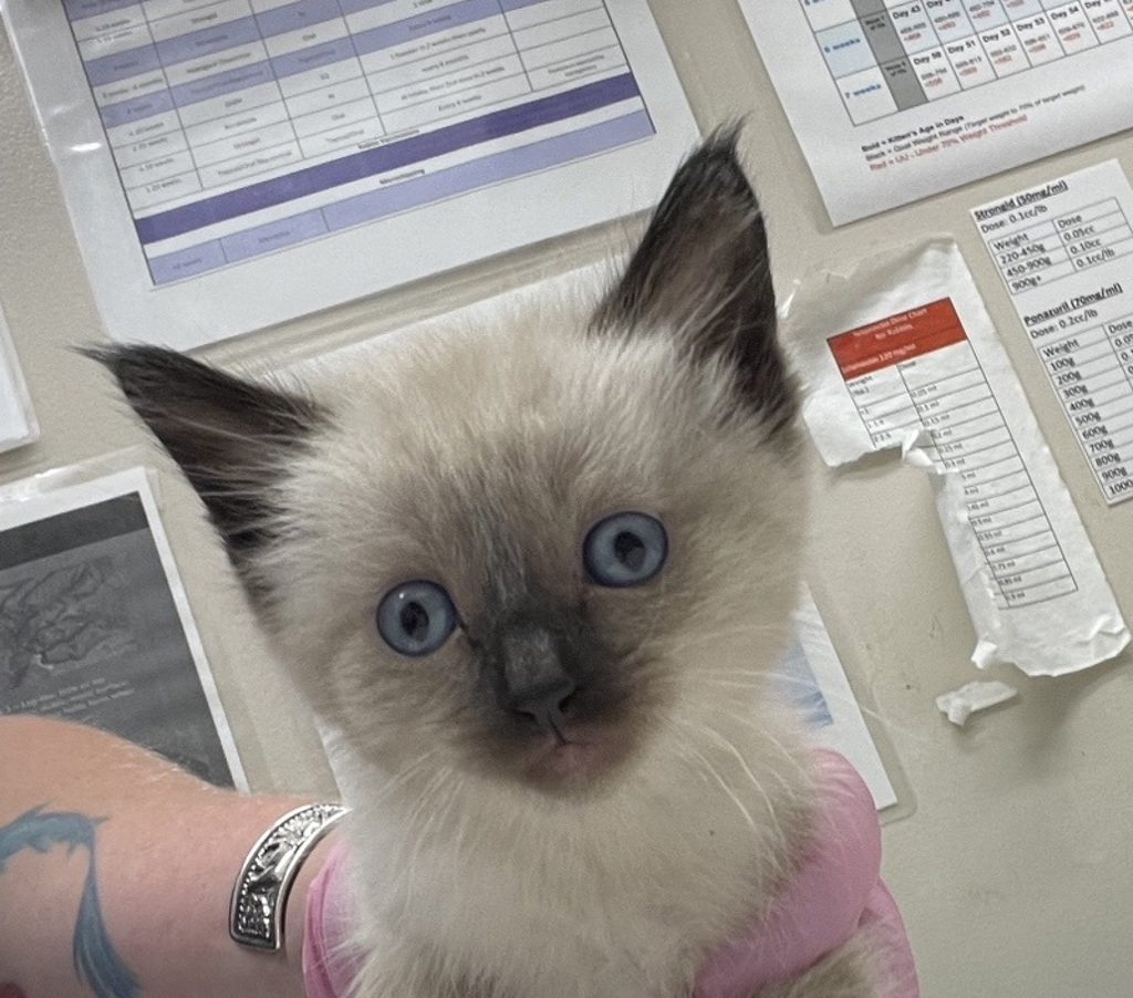 Shelter Stray Female Cat last seen Near Greenfield Drive, El Cajon, CA, 92021, El Cajon, CA 92020