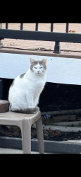 Lost Male Cat last seen Ashland Avenue/ Prince’s Bay, Staten Island, NY 10309