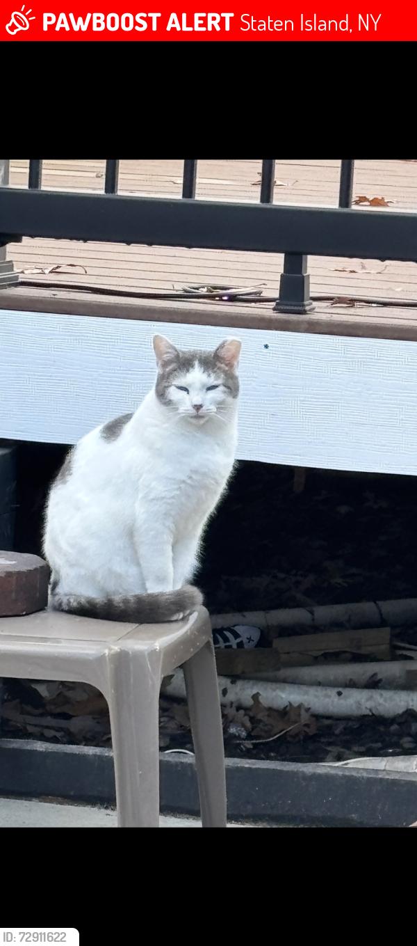 Lost Male Cat last seen Ashland Avenue/ Prince’s Bay, Staten Island, NY 10309