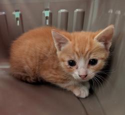 Shelter Stray Male Cat last seen Near El Cajon Boulevard, San Diego, CA, 92115, San Diego, CA 92110