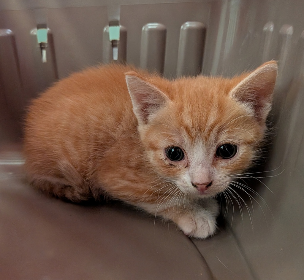 Shelter Stray Male Cat last seen Near El Cajon Boulevard, San Diego, CA, 92115, San Diego, CA 92110