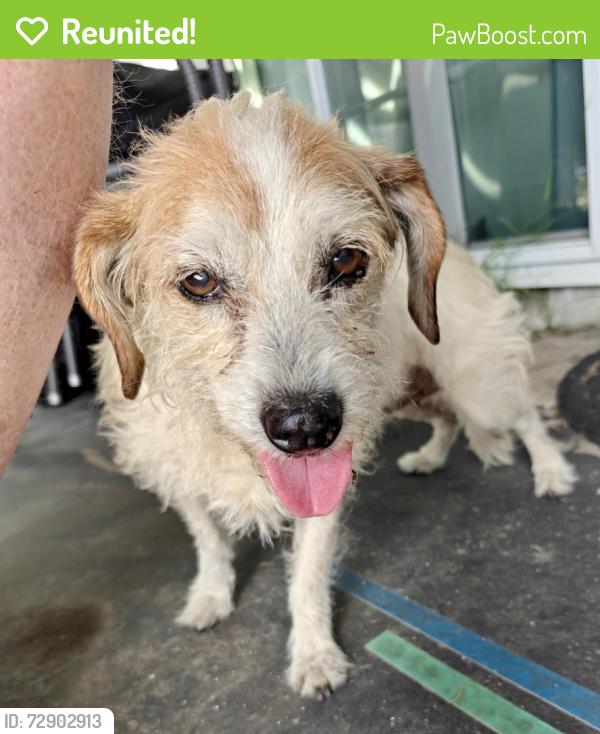 Reunited Female Dog last seen Mallard St, near Lemon Grove/Berry Park, San Diego, CA 92114