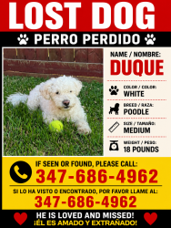 Reunited Male Dog last seen Highlands Tx, Highlands, TX 77562