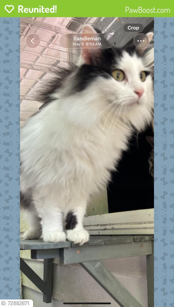 Reunited Male Cat last seen McCollum farm road , Randleman, NC 27317