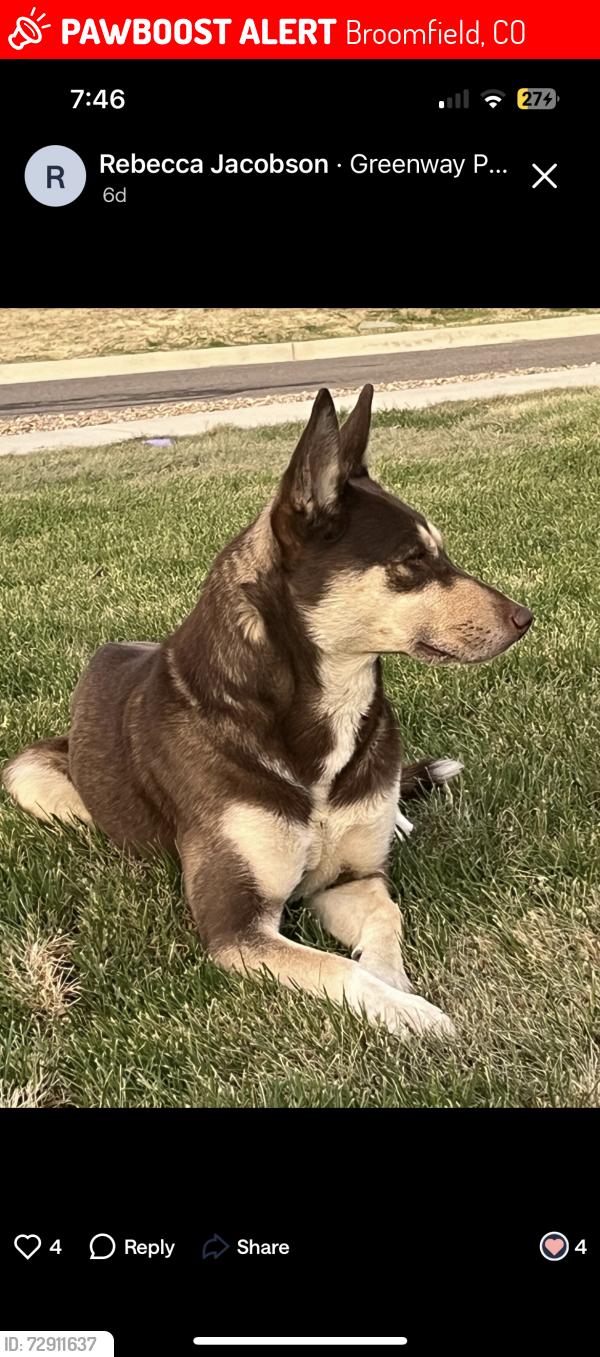Lost Female Dog last seen Arapahoe rd and hi 215, Broomfield, CO 80020
