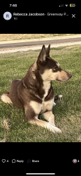 Lost Female Dog last seen Arapahoe rd and hi 215, Broomfield, CO 80020