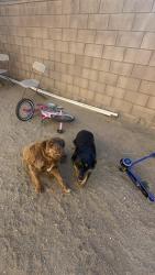 Found/Stray Female Dog last seen Bear Valley Victorville ca, Victorville, CA 92392