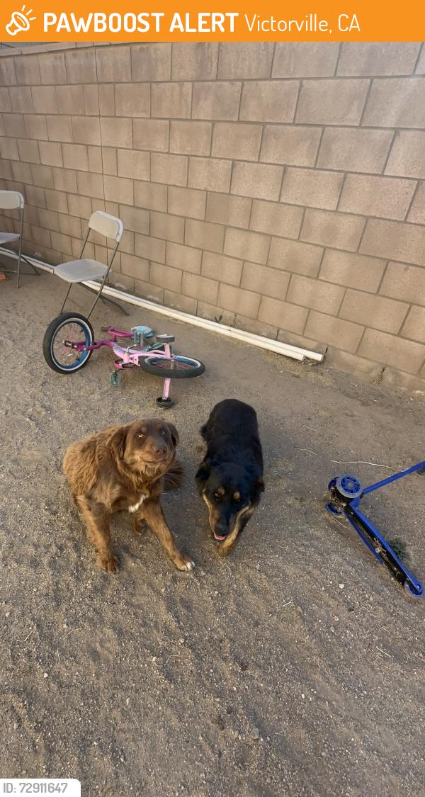 Found/Stray Female Dog last seen Bear Valley Victorville ca, Victorville, CA 92392