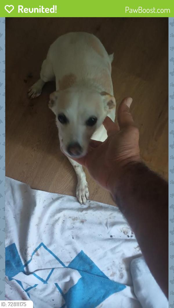 Reunited Female Dog last seen Polk and Kirnwood , Dallas, TX 75232