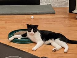 Reunited Male Cat last seen Biscayne and Baycove, Ogden, NC 28411