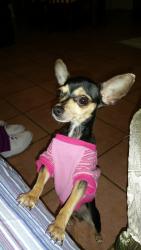 Lost Female Dog last seen Brownsville Events Center, Brownsville, TX 78526