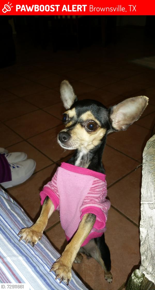 Lost Female Dog last seen Brownsville Events Center, Brownsville, TX 78526