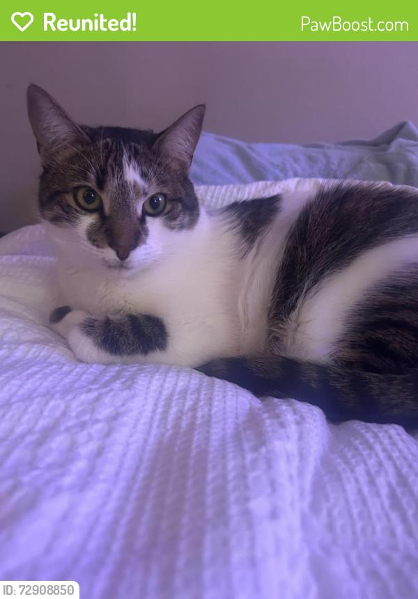 Reunited Male Cat last seen He was last seen near bushes out front of townhouse on Sheffield court , Bensalem, PA 19020