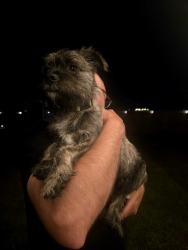 Reunited Male Dog last seen Maco Road/87 Leland, Leland, NC 28451