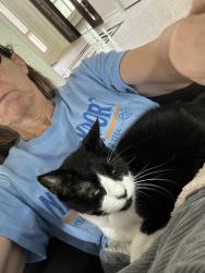 Lost Male Cat last seen Hogan off Sweetwater, Sugar Land, TX 77479
