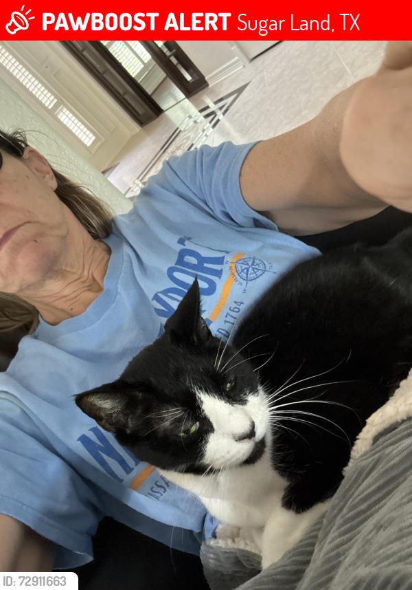 Lost Male Cat last seen Hogan off Sweetwater, Sugar Land, TX 77479