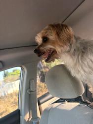 Found/Stray Male Dog last seen Broadway & J. St., Chula Vista, CA 91912