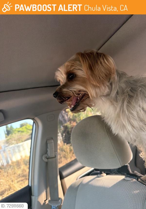 Found/Stray Male Dog last seen Broadway & J. St., Chula Vista, CA 91912